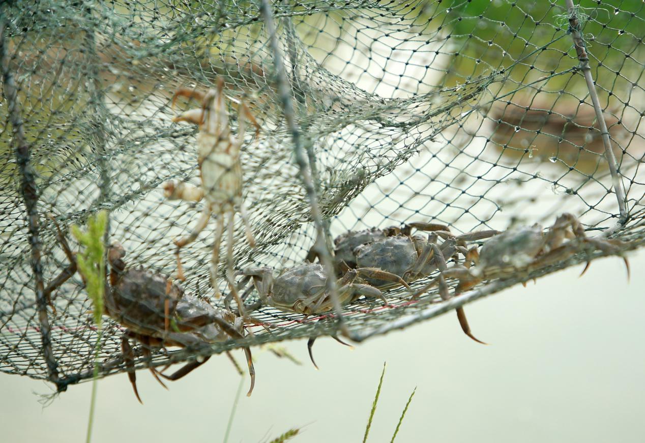 稻田蟹長勢喜人。殷實攝