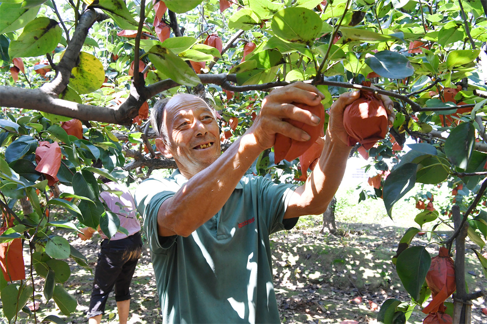 在成安县北乡义镇南渚村皇冠梨种植基地，农民正在采摘皇冠梨。许朋钰摄