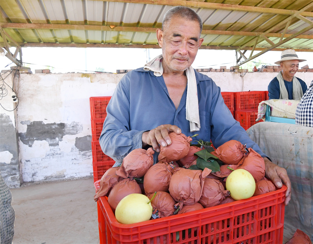 在成安县北乡义镇南渚村皇冠梨种植基地，农民正在将采摘的皇冠梨装筐。许朋钰摄
