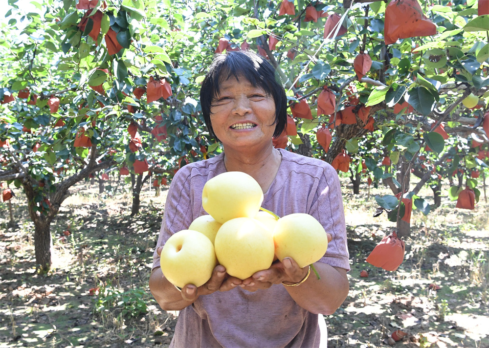 在成安县北乡义镇南渚村皇冠梨种植基地，农民正在展示采摘的皇冠梨。许朋钰摄