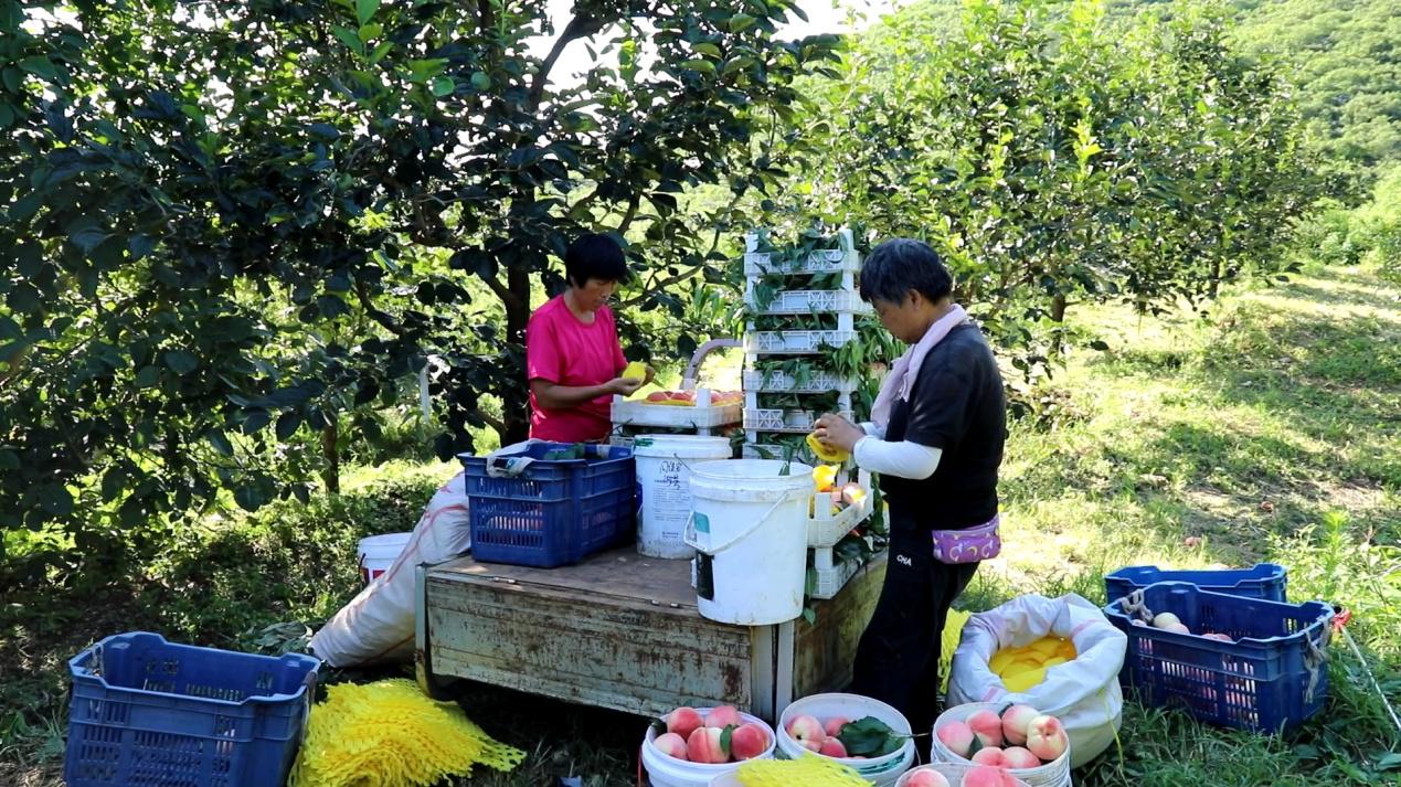 7月30日，易县独乐乡南独乐村凤凰山桃园里，村民们忙着把采摘的鲜桃装箱。郭恩桥摄