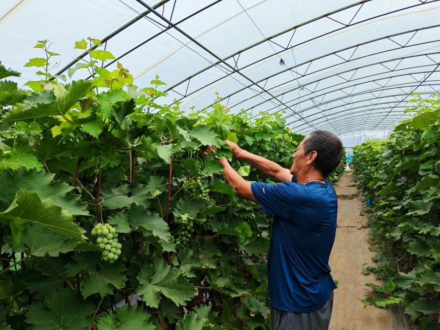 种植户正在给葡萄藤掐尖。赵端摄
