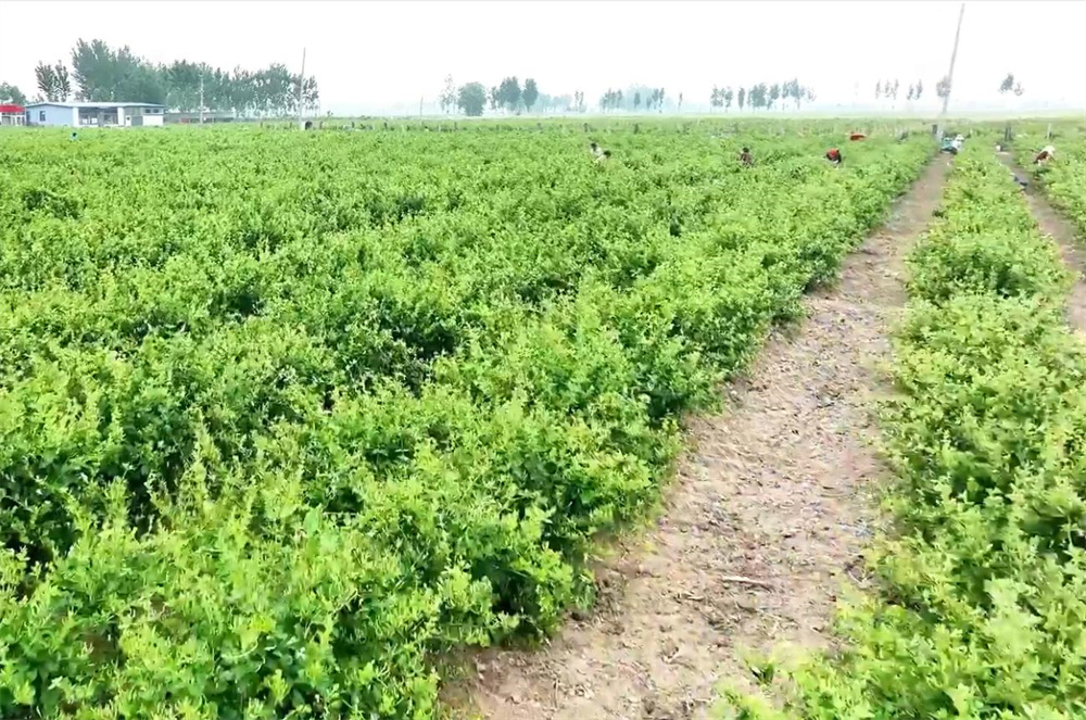 村民采摘金银花。胡学敏摄