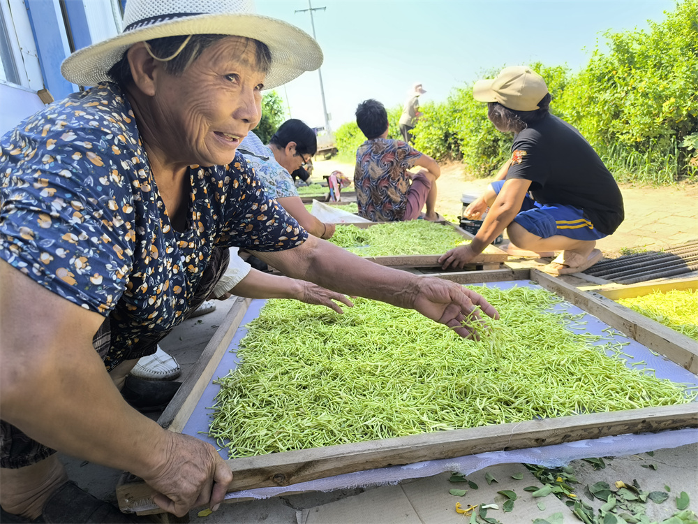 村民挑拣混杂在金银花中的叶片。胡学敏摄