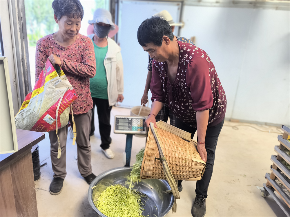 村民给金银花称重。胡学敏摄