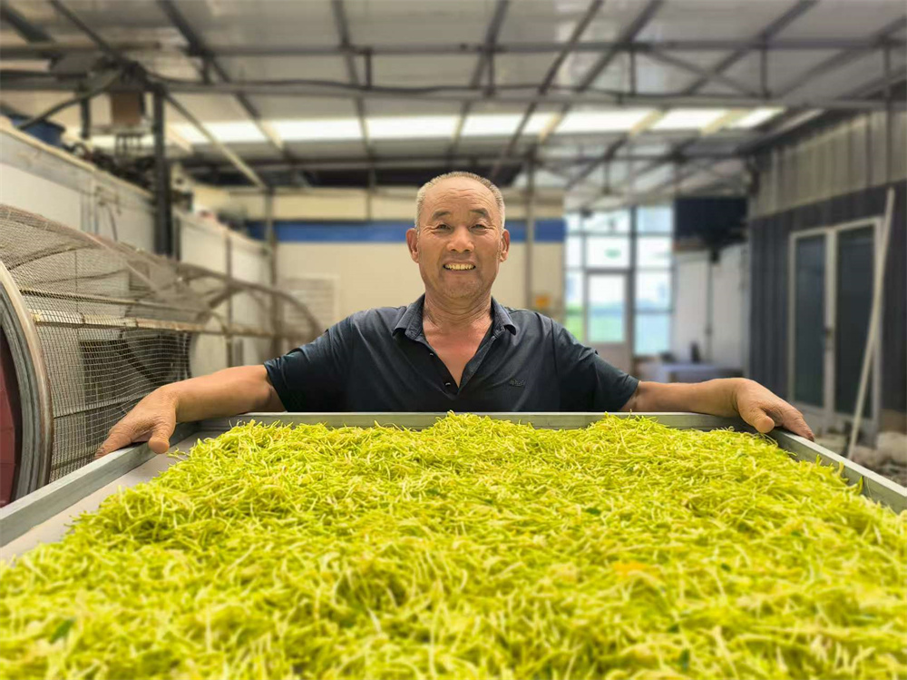 村民将金银花端进烘干房烘干。胡学敏摄