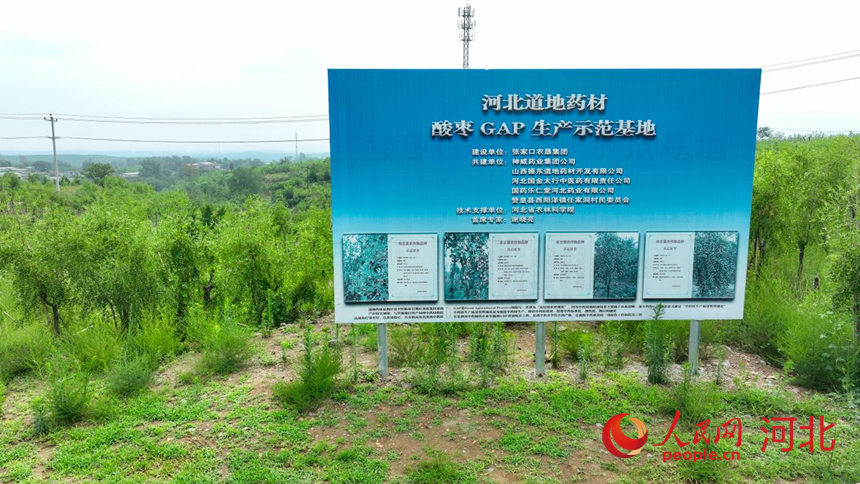 河北赞皇酸枣仁种植基地。人民网记者 李兆民摄