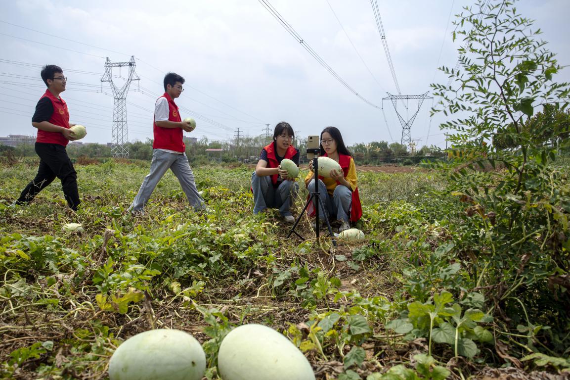近日，河北省邯郸市复兴区户村镇西常赦村采摘园，返乡大学生现场直播，为家乡的西瓜拓宽销路，将所学知识与助农实践紧密结合。聂长青摄