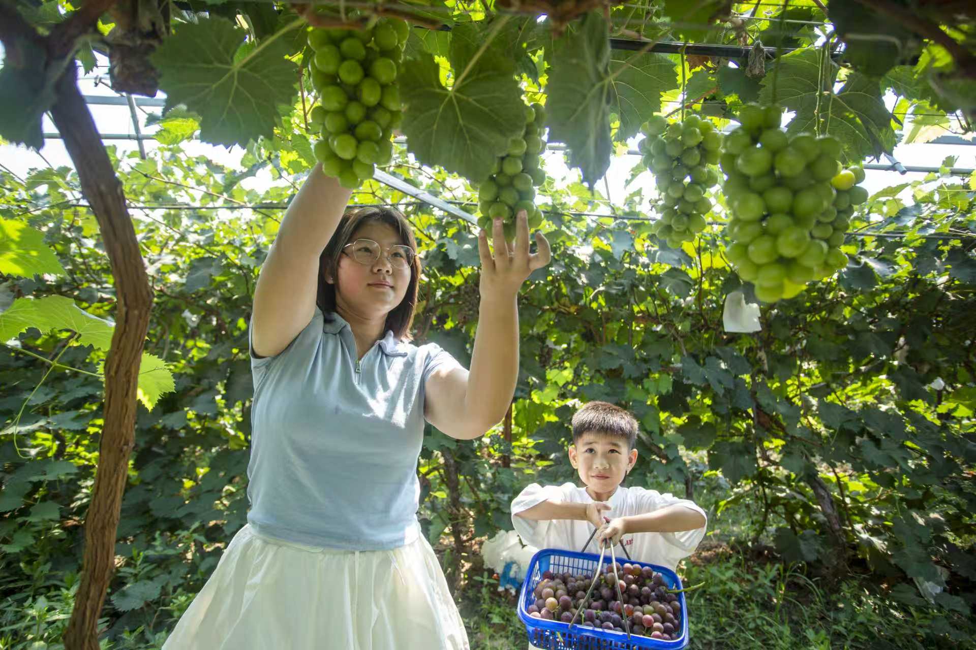 8月19日，河北省邯郸市复兴区康庄乡北李庄村多彩果园，游客在采摘葡萄。聂长青摄