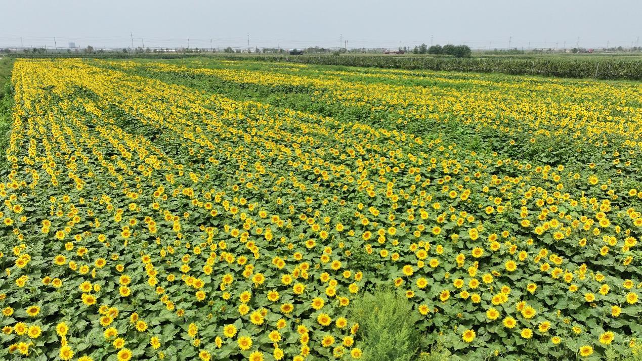 青先农场百亩油葵进入盛花期。刘国斌摄