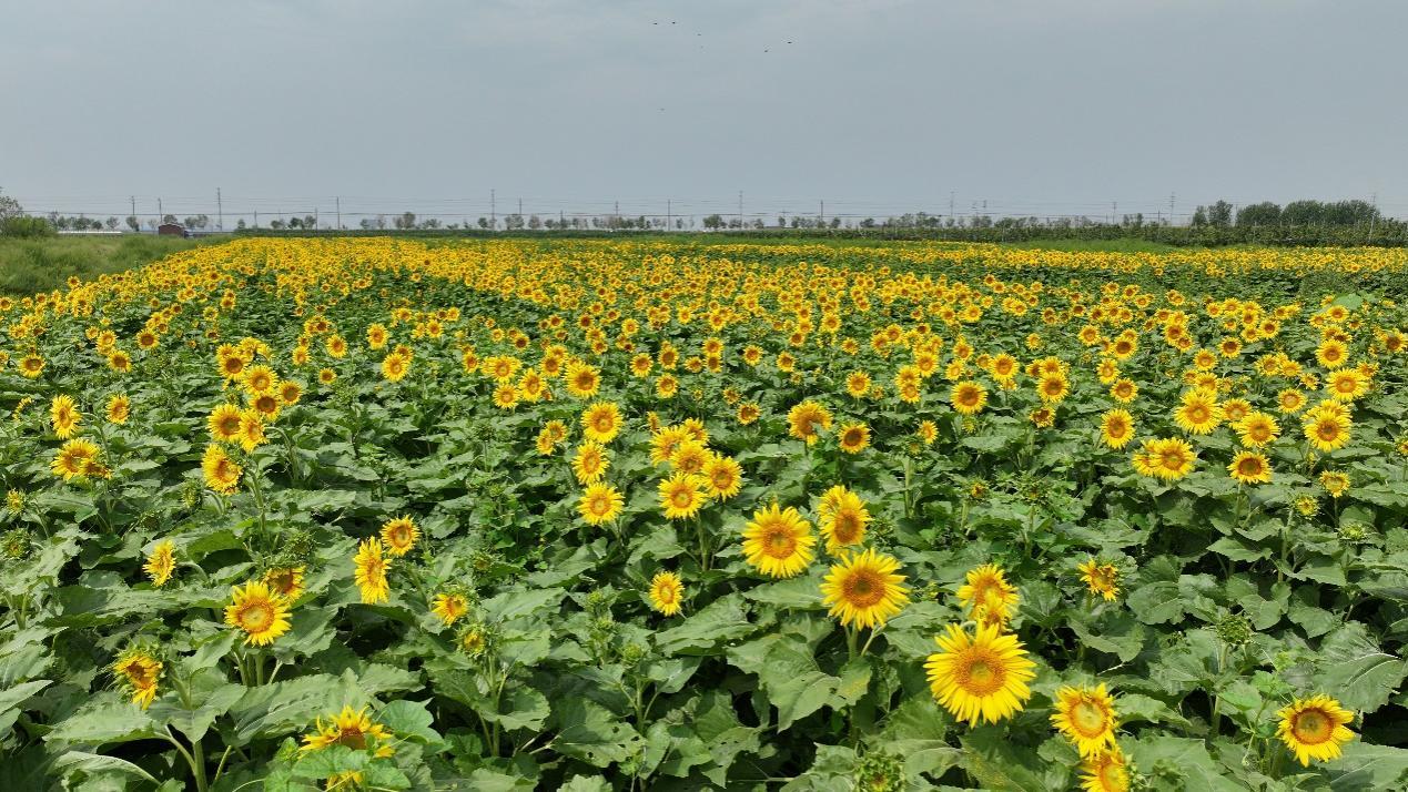 青先农场百亩油葵进入盛花期。刘国斌摄