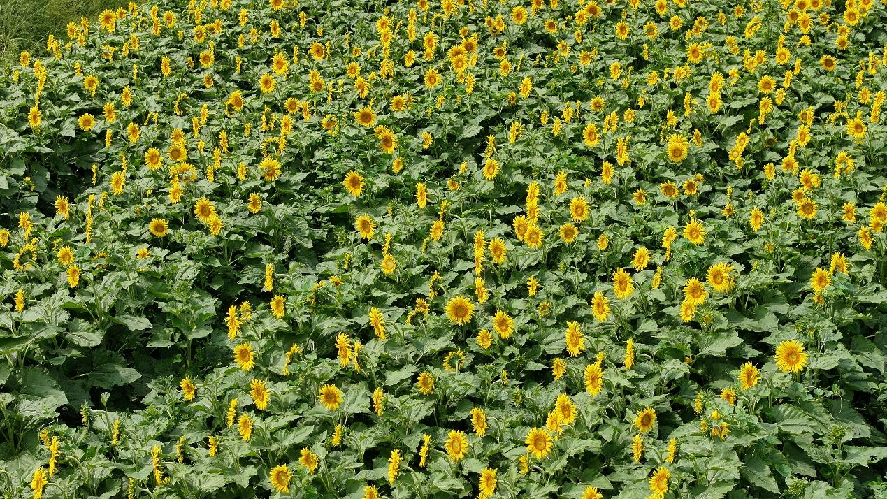 青先农场百亩油葵进入盛花期。刘国斌摄