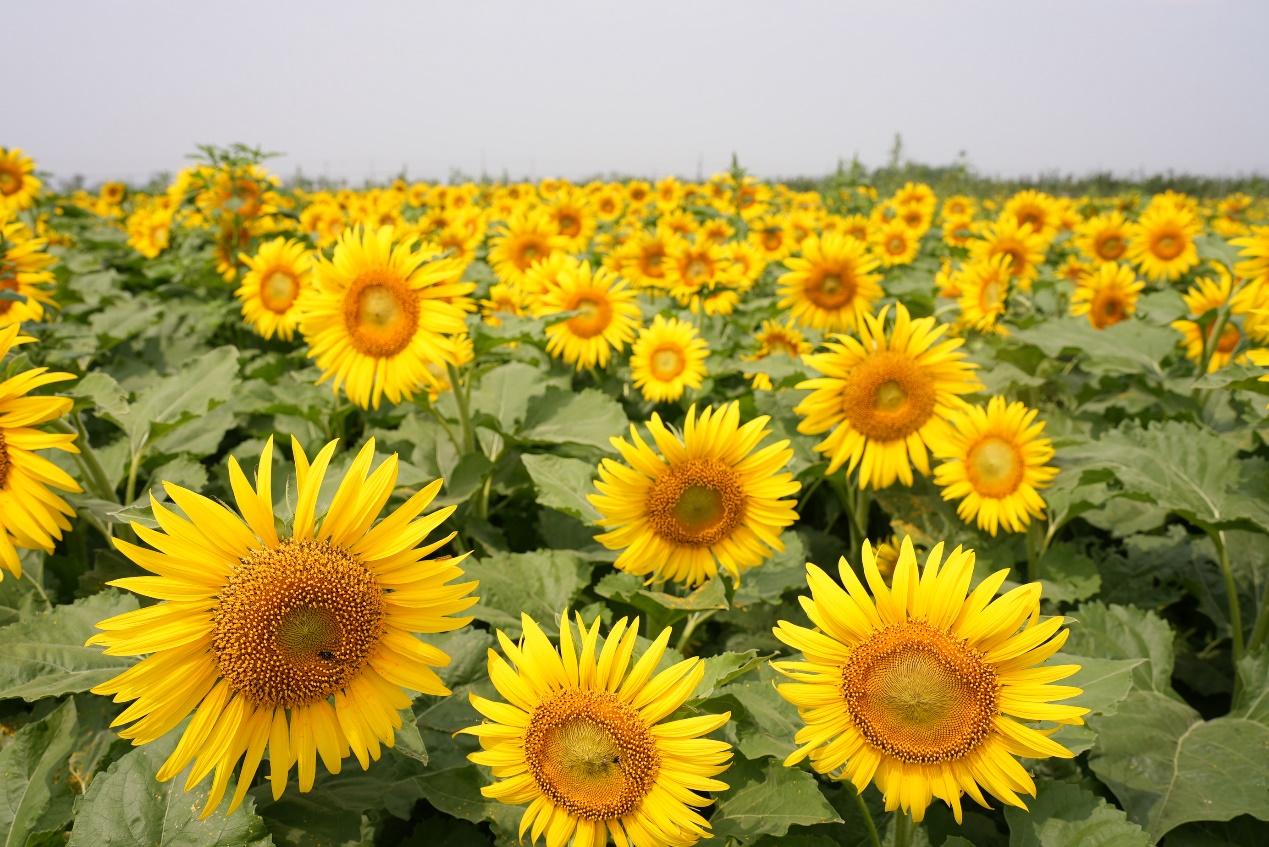 青先农场百亩油葵进入盛花期。刘国斌摄