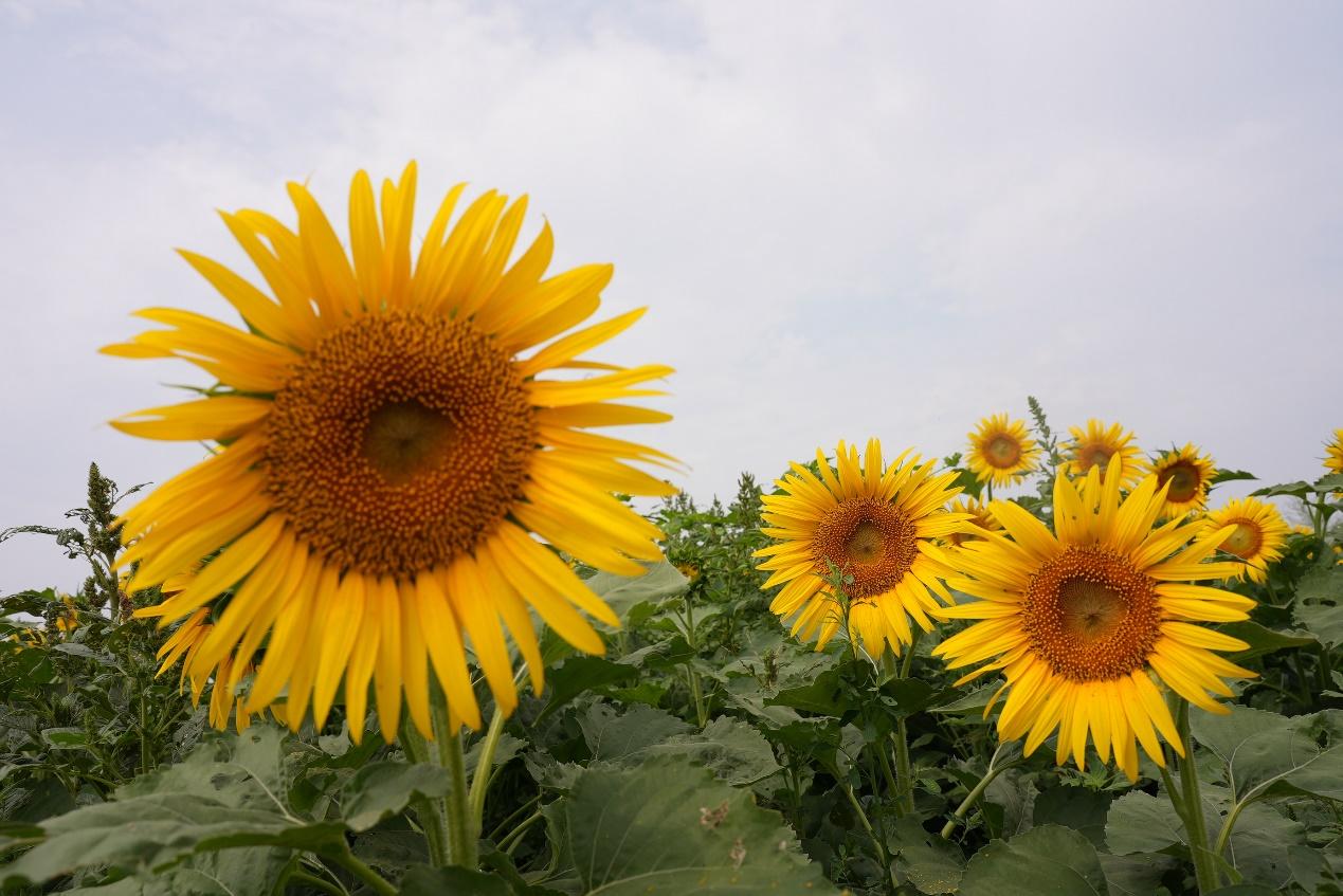 青先农场百亩油葵进入盛花期。刘国斌摄