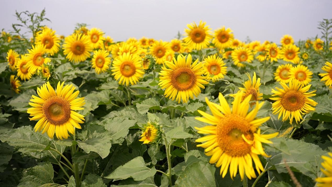 青先农场百亩油葵进入盛花期。刘国斌摄