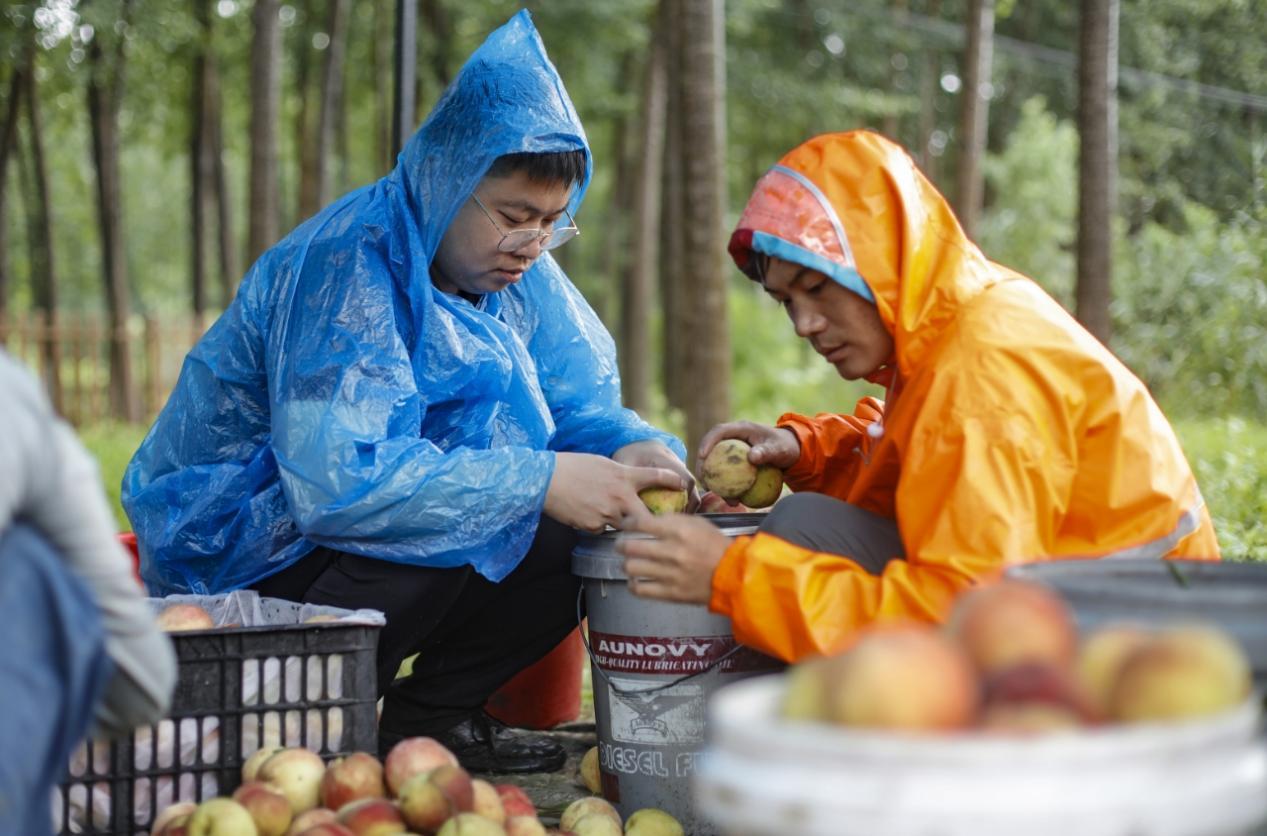 驻村工作队队员正在帮桃农分装鲜桃。陈军摄