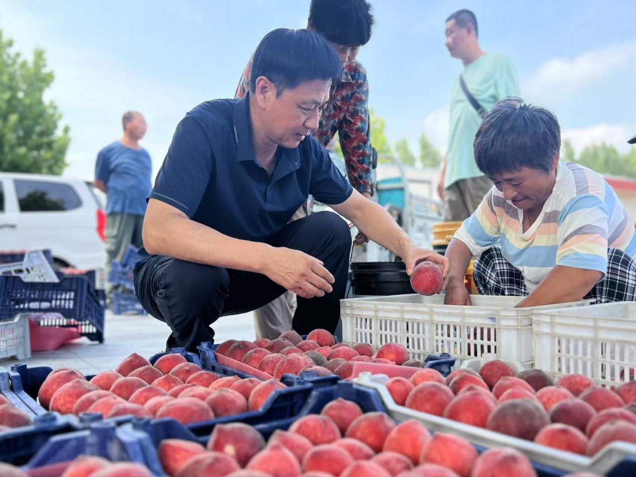 驻村工作队队员正在帮桃农分装鲜桃。陈军摄