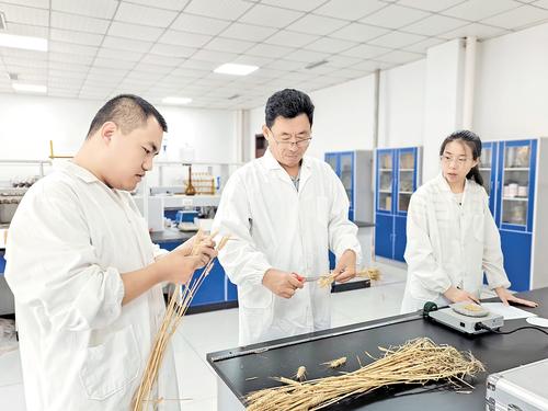近日，中捷產業園區農科所農技專家張衛軍（中）和同事忙著對培育的小麥進行室內考種。 本報記者 郝東偉攝