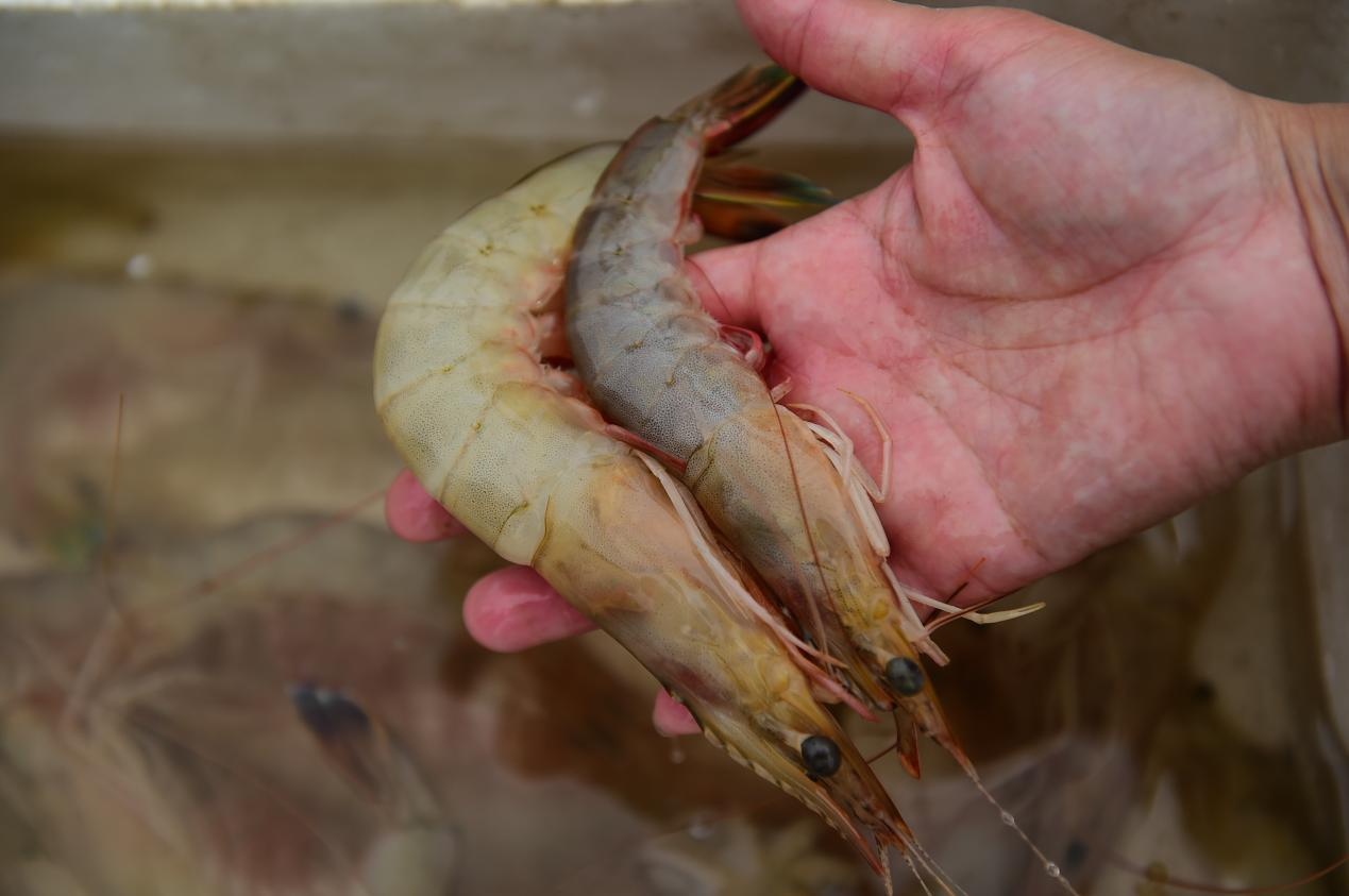 野生对虾成为抢手货。傅新春摄