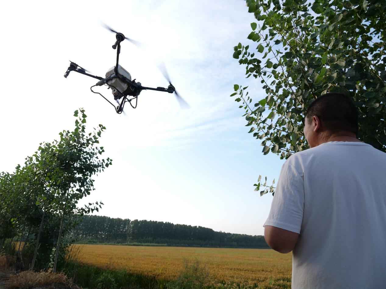 在西葛鎮西尖坨村稻田，農戶操作無人機進行水稻飛防作業。崔光攝