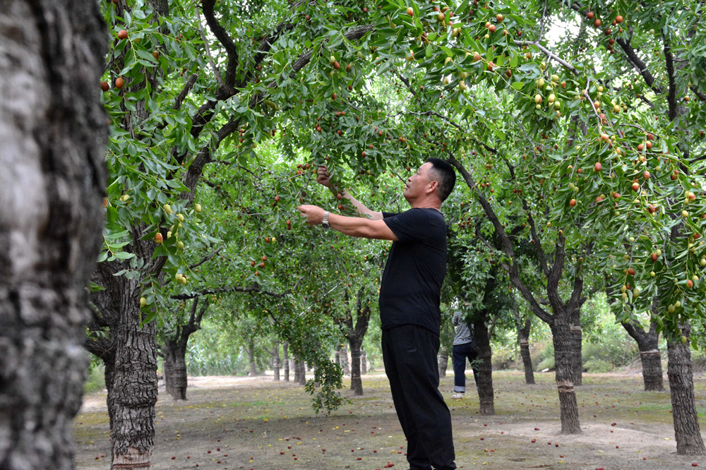 工作人員正在忙著採摘。胡宇婷攝