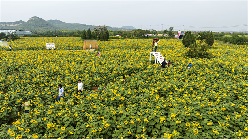 9月28日，市民和游客在河北省邯郸市复兴区二六七二街道东高河村“千亩花海”拍摄留念，驻足观赏。聂长青摄
