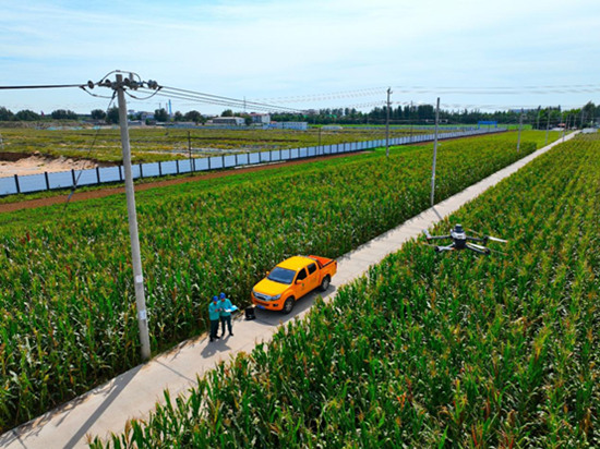国网行唐县供电公司员工在安香乡西留营村对10千伏852科技三线开展无人机飞巡。陈浩摄