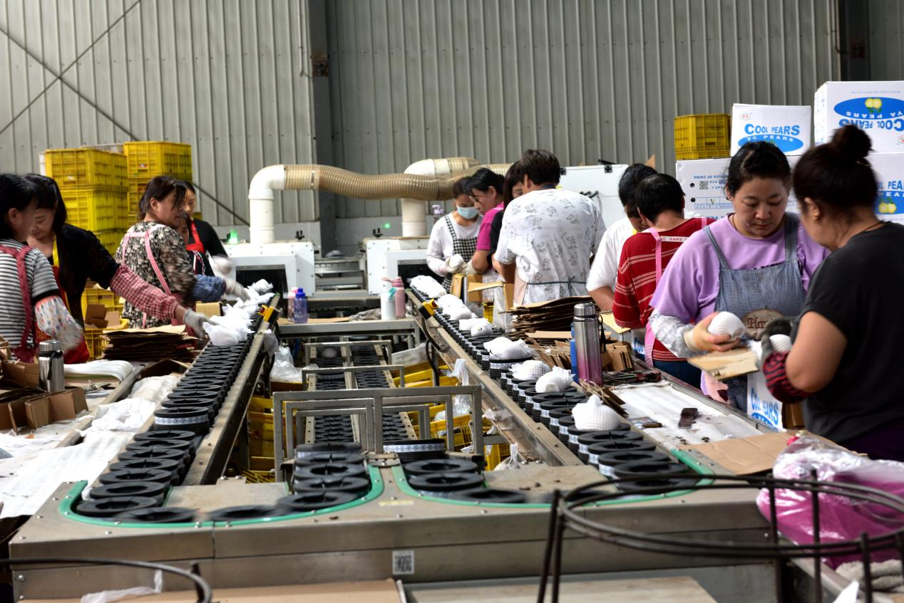 泊头市庞龙果品有限责任公司的工人在分拣梨果。田志锋摄