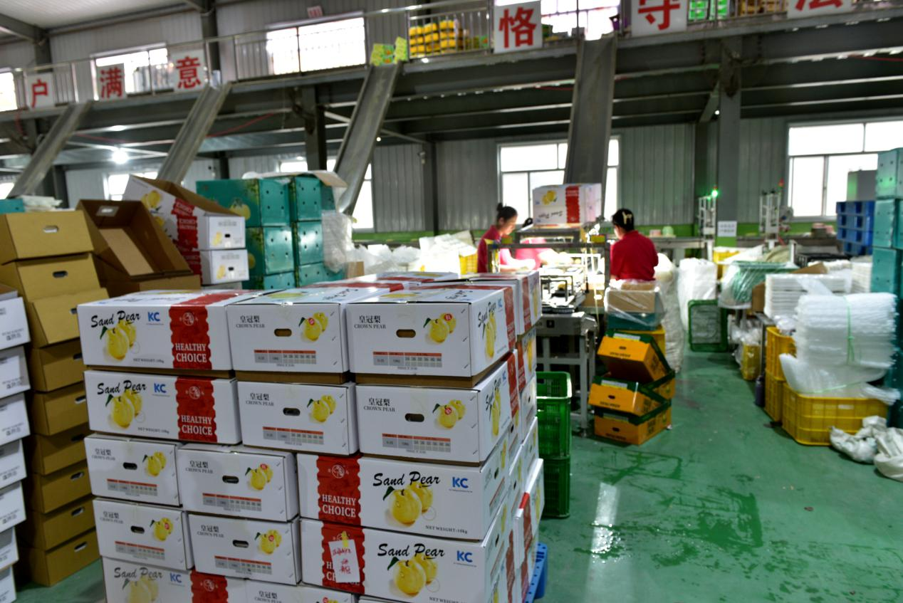泊头东方果品有限公司等待运输的梨果。田志锋摄