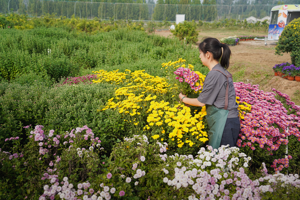 花农采摘菊花。赵连胜摄