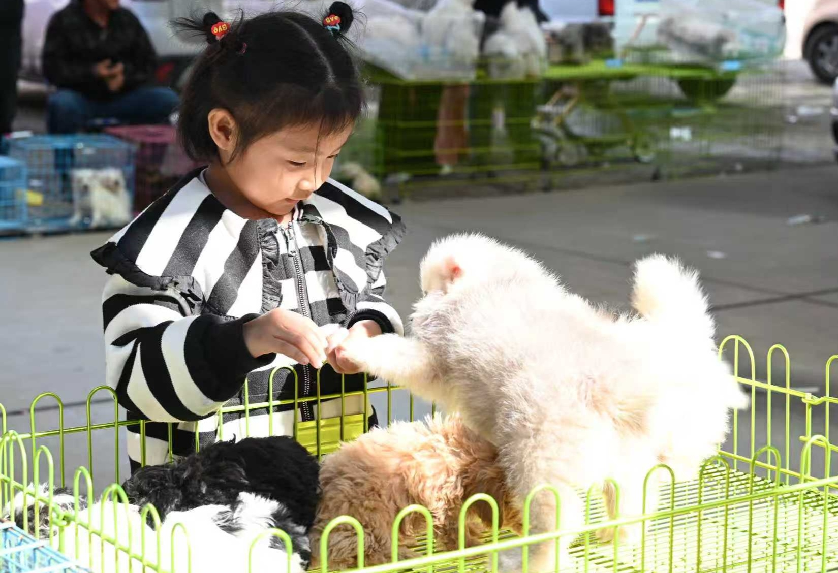 小朋友在與商品犬互動。趙英杰攝