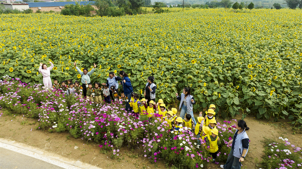 10月15日，河北省邯郸市复兴区二六七二街道东高河村，老师带领幼儿园小朋友在千亩花海中研学观赏。聂长青摄
