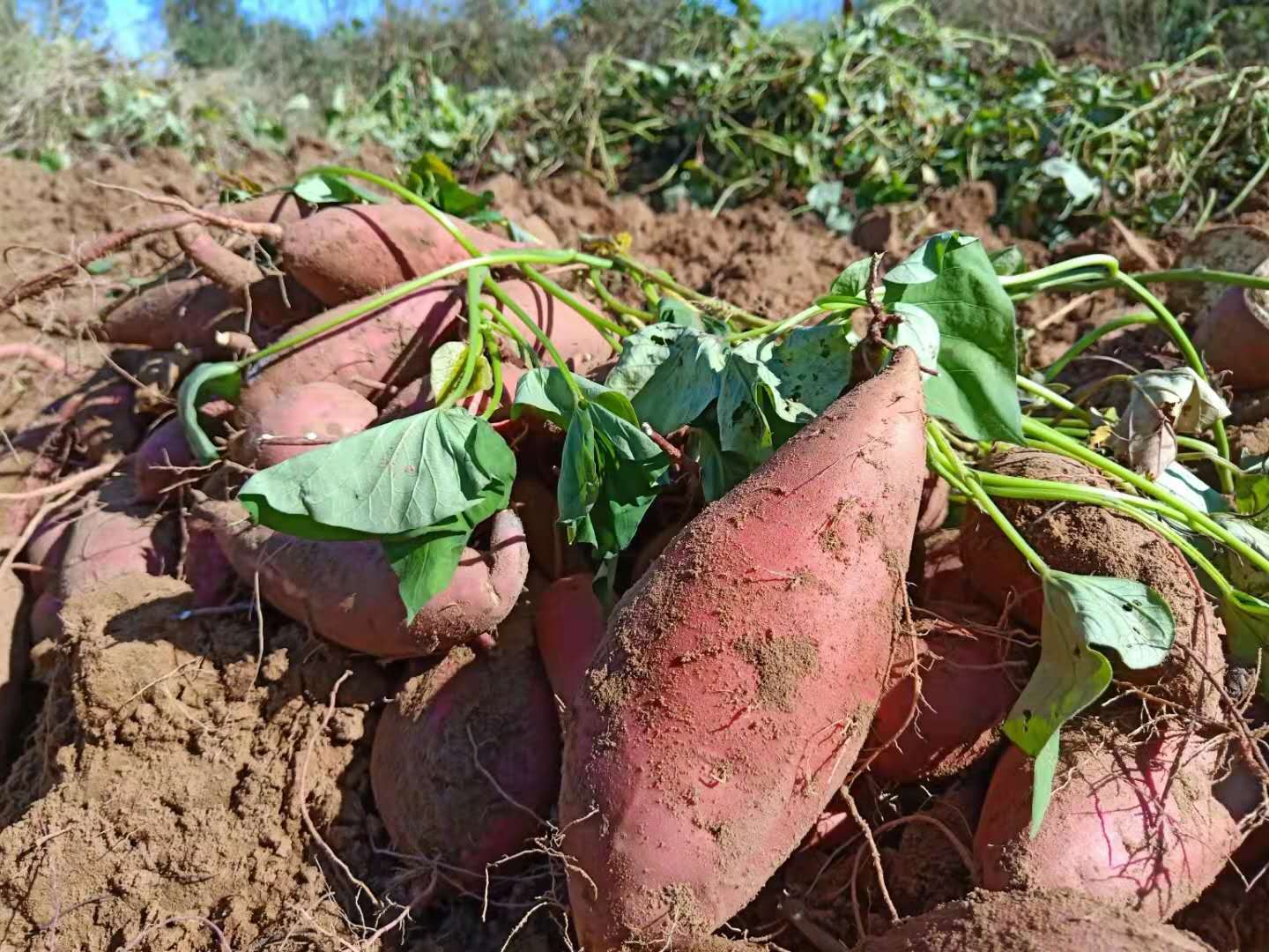 沙土质土壤中生长的红薯色泽饱满。宋悦摄