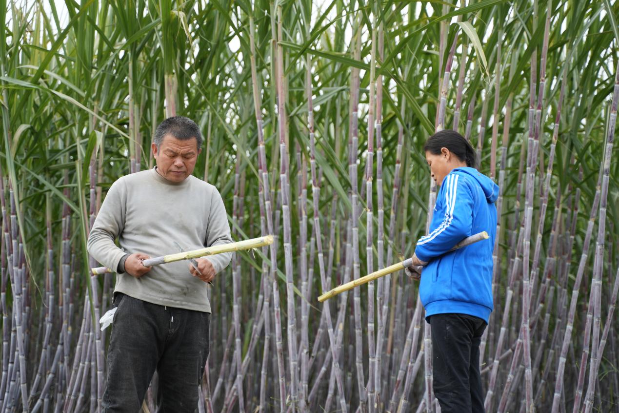 甘蔗种植户在收获甘蔗。聂思萌摄