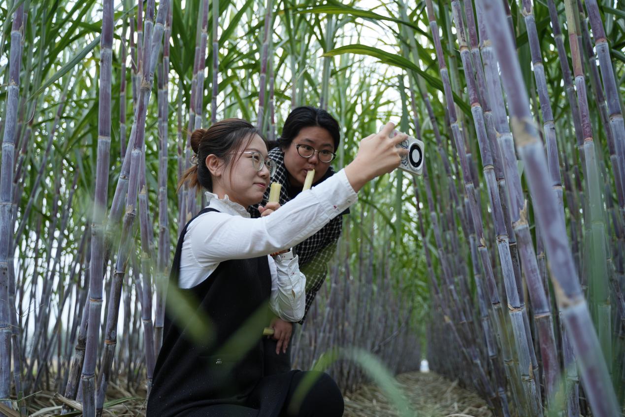 游客在甘蔗园里拍照打卡。聂思萌摄