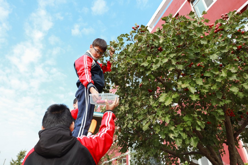肃宁县河北留善寺镇希望小学学生采摘山楂。郭春朝摄