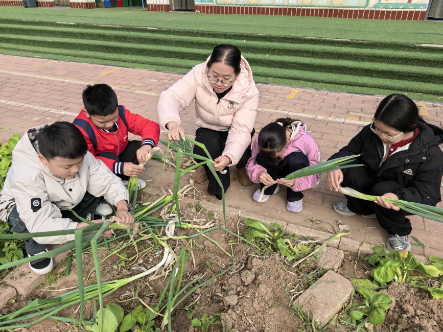肃宁县师素镇师生正在拔葱。张静摄