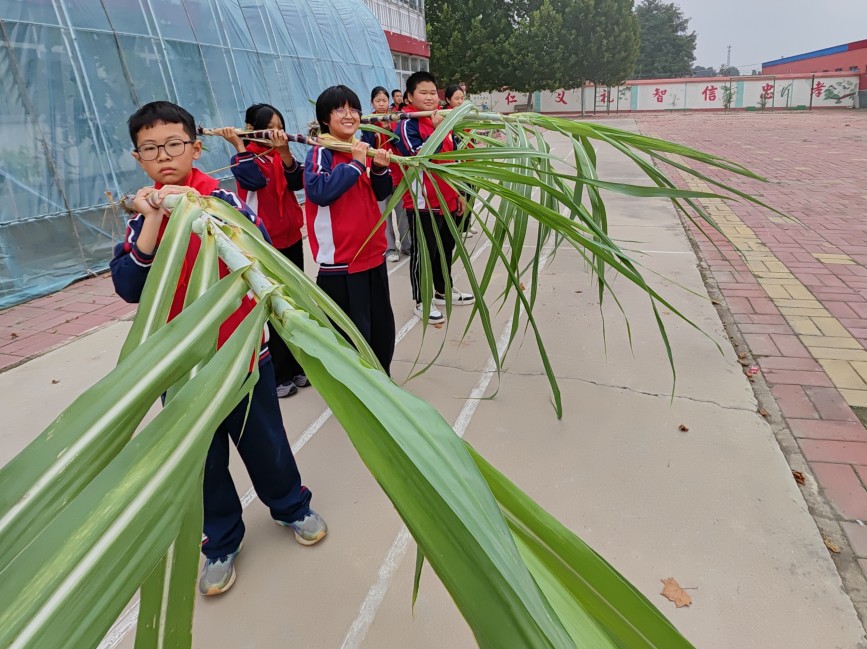 肃宁县梁家村镇路庄完小学生收获甘蔗。荣先蕊摄