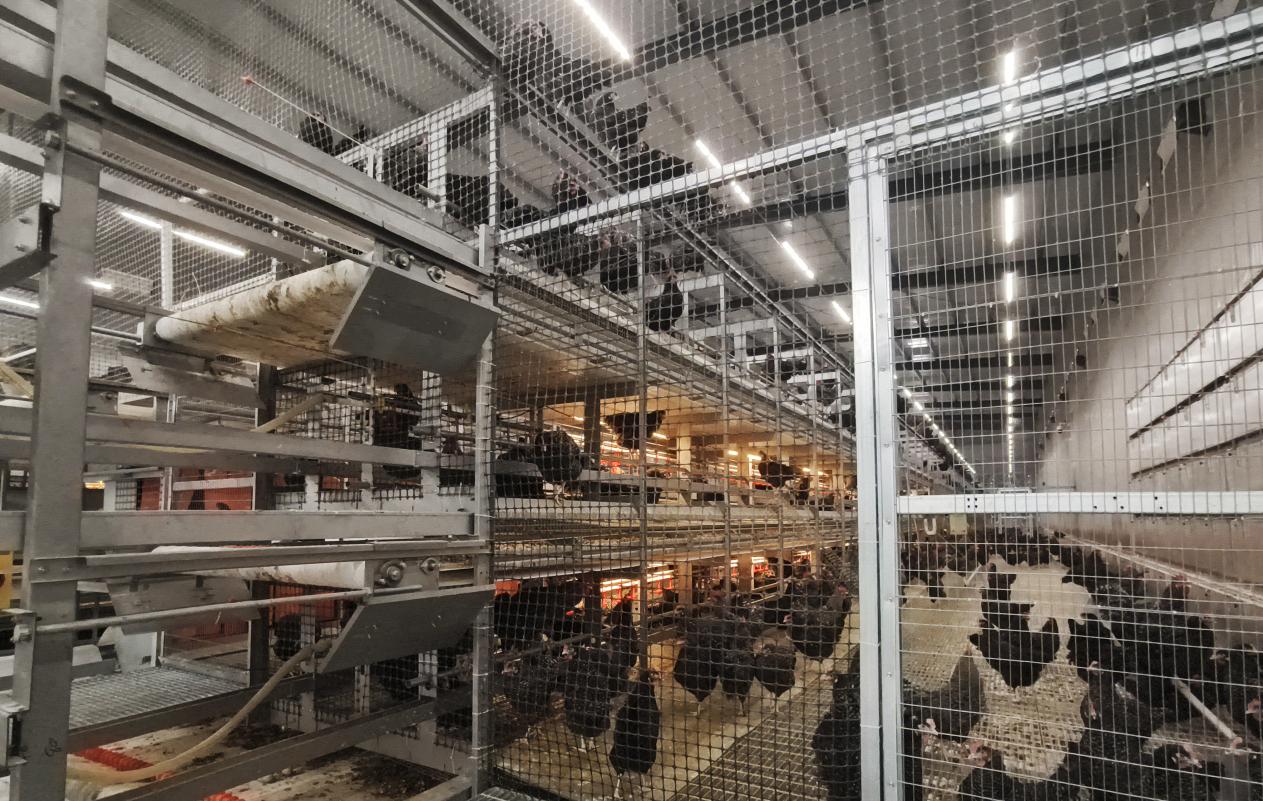 馆陶县国家现代农业产业园非笼养蛋鸡智能化养殖基地。郝立翠摄