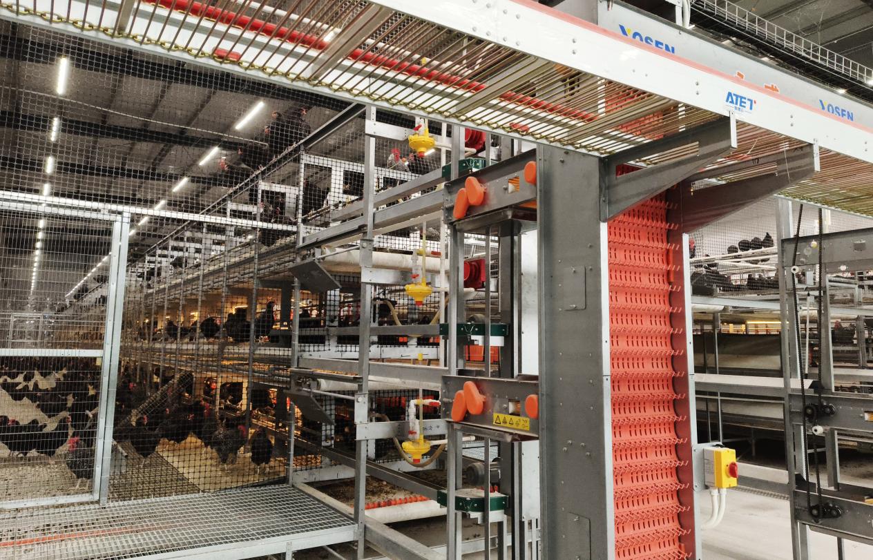 馆陶县国家现代农业产业园非笼养蛋鸡智能化养殖基地。郝立翠摄