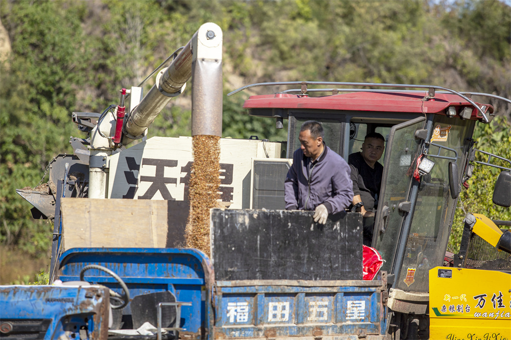 11月1日,河北省邯郸市复兴区二六七二街道东高河村,农机手在田间把收割脱粒好的红高粱装车外运,在晾晒烘干分级包装后送往酒厂。聂长青摄