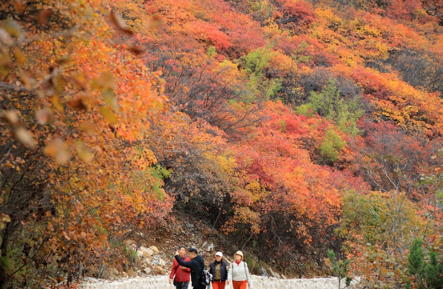 游客在武安市东太行百里画廊贺进镇三门扇红叶观赏地游览。刘学维摄