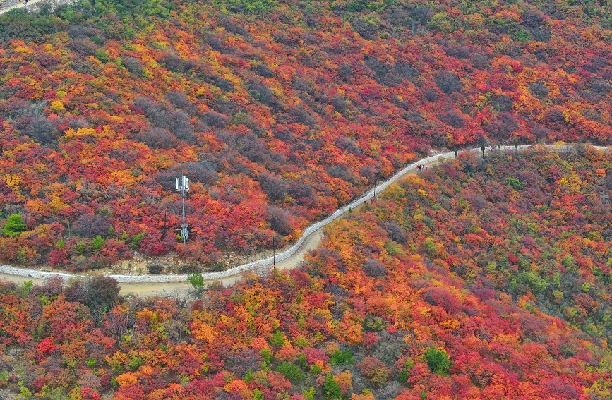 武安市东太行百里画廊贺进镇三门扇漫山遍野的红叶。刘学维摄