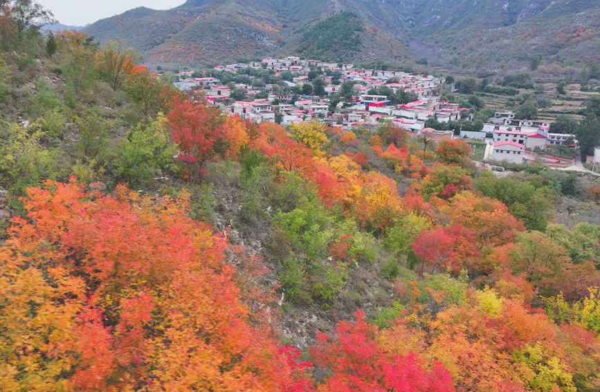 掩映在武安市贺进镇三门扇红叶里的村庄。刘学维摄