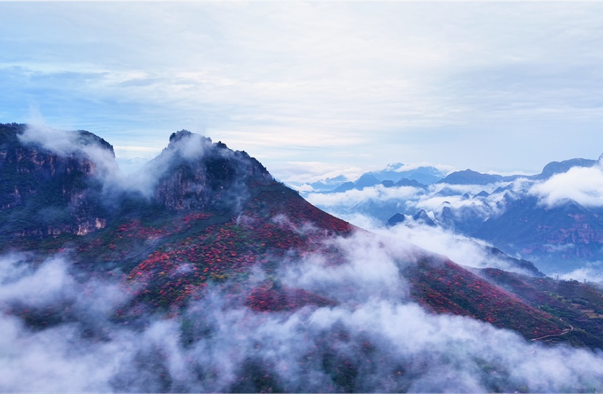 河北省邯郸市涉县辽城乡黄栌垴红叶(无人机航拍)。宁兵兵摄