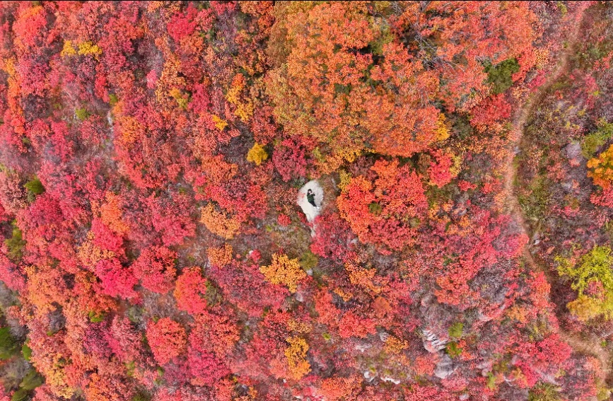 河北省邯郸市涉县辽城乡黄栌垴红叶（无人机航拍）。宁兵兵摄