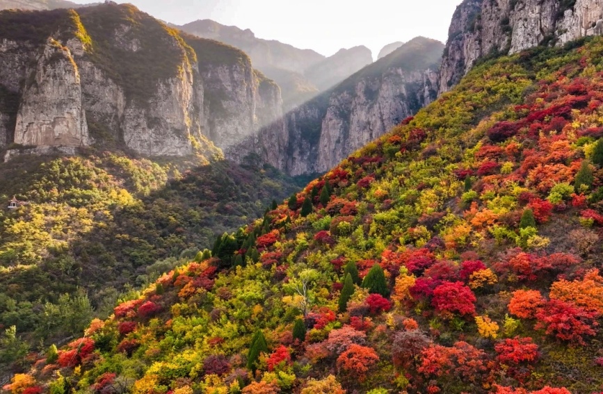 河北省邯郸市涉县太行五指山红叶(无人机航拍)。涉县太行五指山景区供图