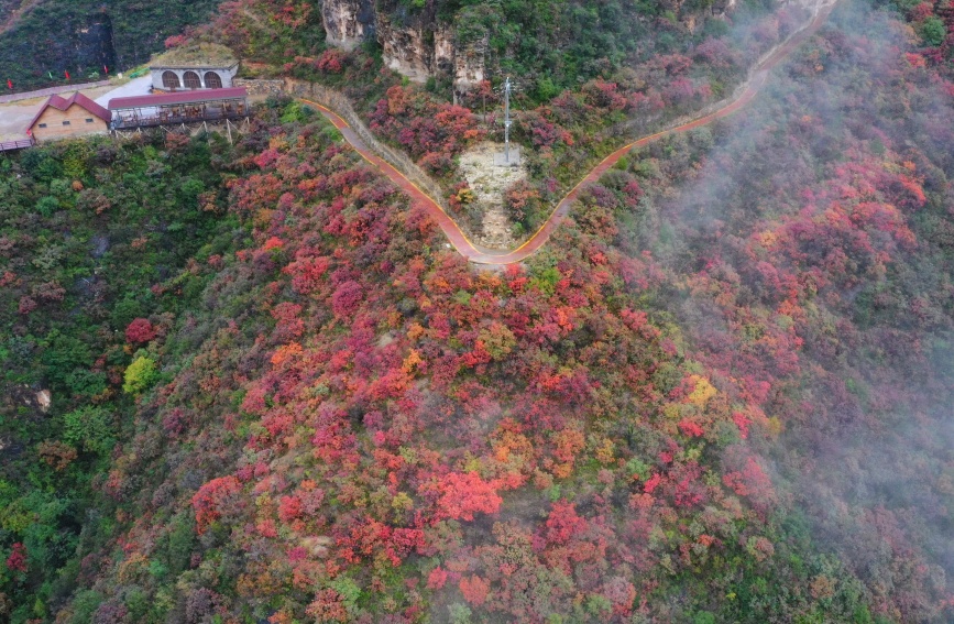 河北省邯郸市涉县庄子岭红叶（无人机航拍）。张少宁摄