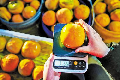 10月27日，保定沃隆农业发展有限公司收购点，工作人员对柿子逐一称重。