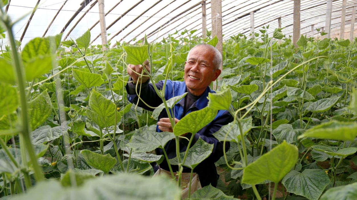 在馆陶县寿山寺镇翟庄村黄瓜大棚里,农户在缠黄瓜秧。郭江鹏摄